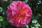 Rosier Lilian Austin